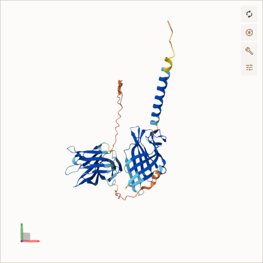 Predicted ribbon structure of LAMP2 (P13473) — coloured by sequence position from N-terminus (blue) to C-terminus (red)
